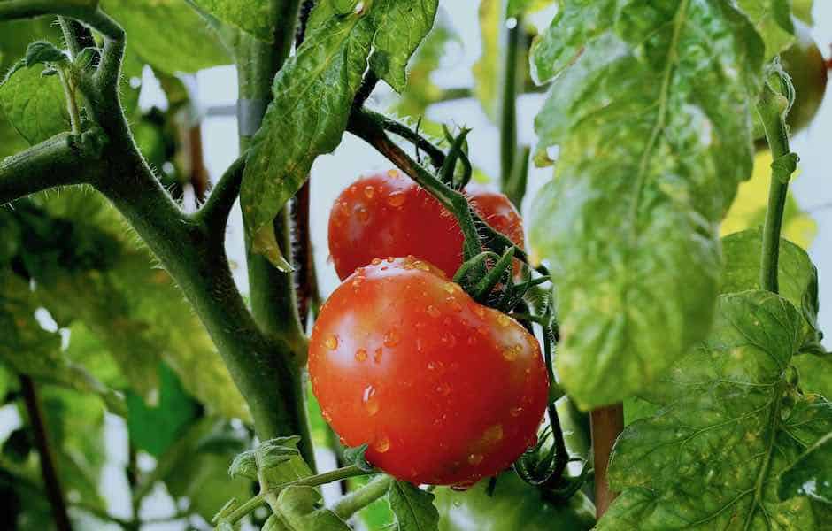 growing vegetables