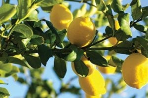 Diaco's Garden Nursery - Lemon Lisbon