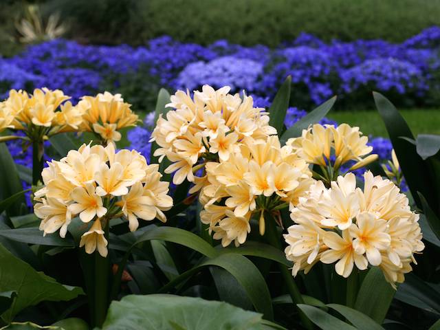 Garden Centre - Clivia Miniata Cream