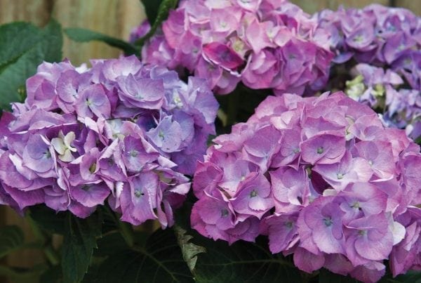 Hydrangeas - Diaco's Garden Nursery and Garden Center