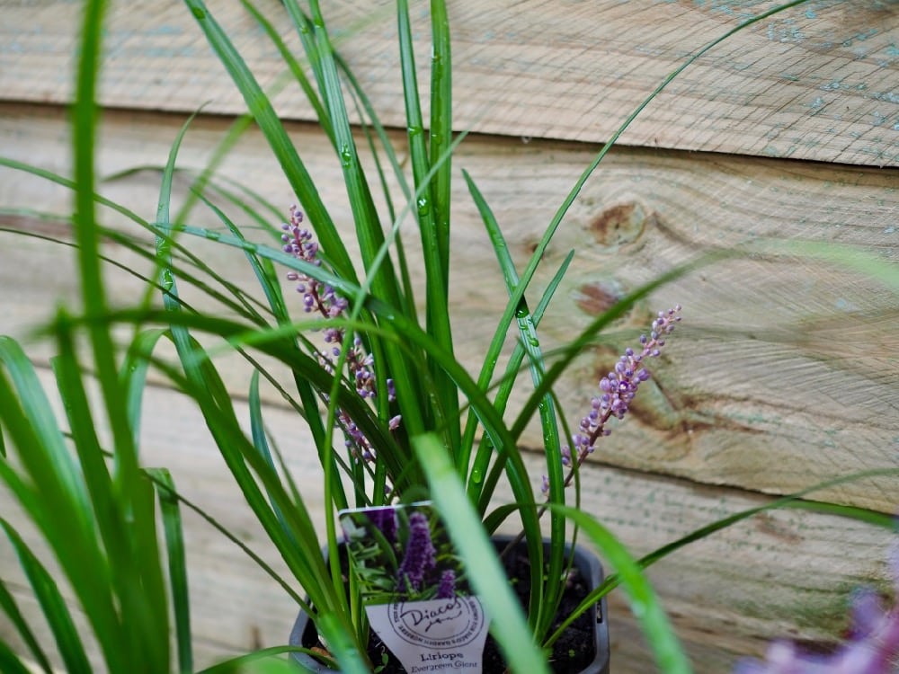 Liriope Muscari