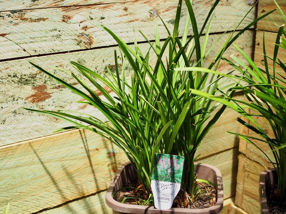 Liriope Samantha
