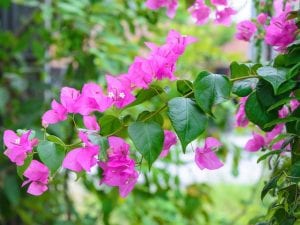 Bougainvillea Bambino