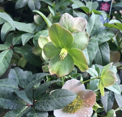 Helleborus Winter Beauty