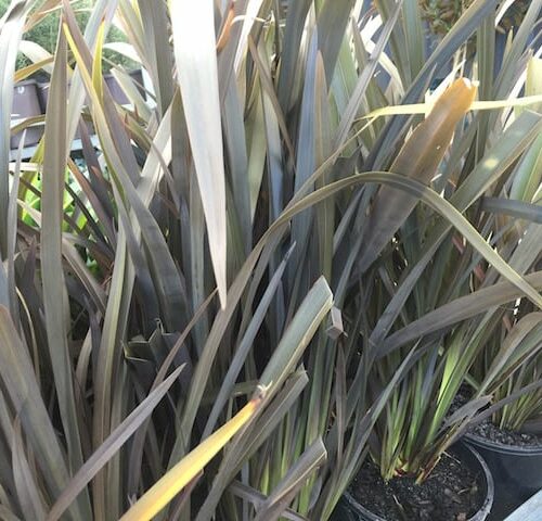 Phormium Platts Black