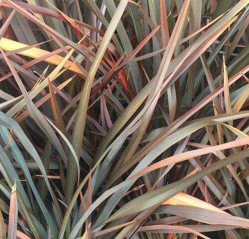 Phormium Baby Bronze