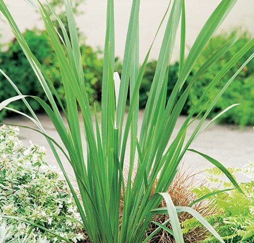 Phormium Tenax Green