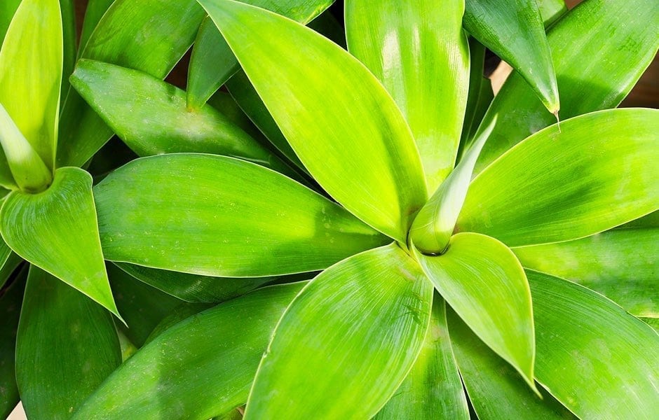 We Love Agaves