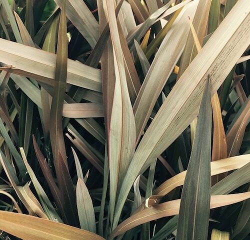 Phormium Dark Delight