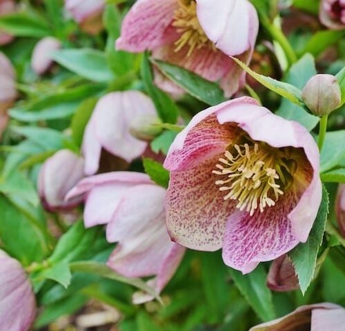 Helleborus Orientalis
