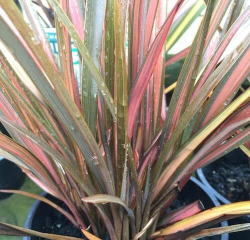 Phormium Jester