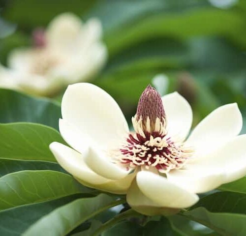 Magnolia White Caviar