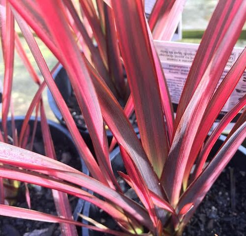 Phormium Dazzler