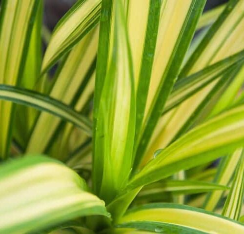 Phormium Yellow Wave