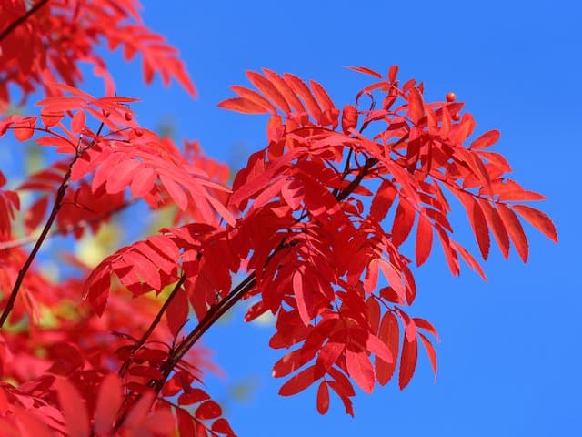 Fraxinus Raywood - Claret Ash