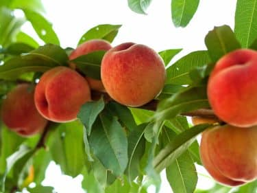 pix zee peach tree for sale pix zee peach tree for sale