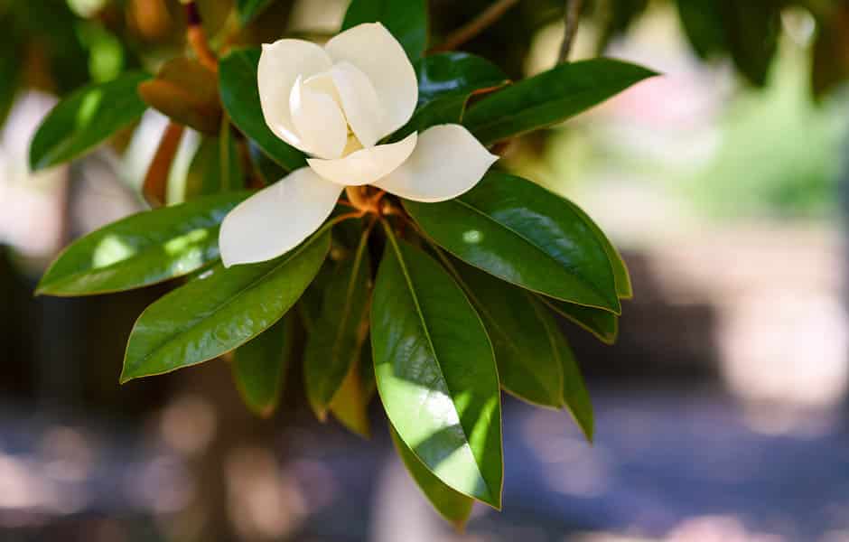 How to grow and care for magnolias