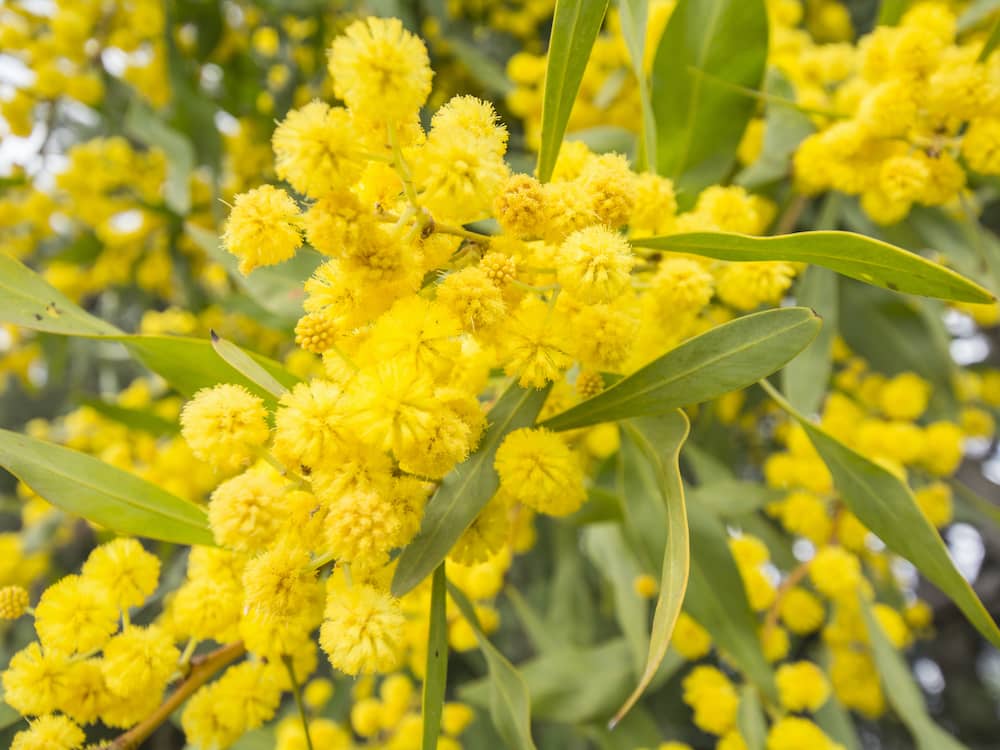 Acacia Dealbata Silver Wattle Diaco s Garden Nursery