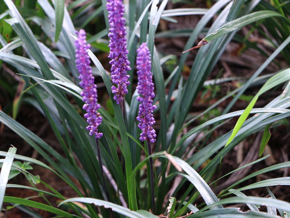 Liriope Summer Beauty