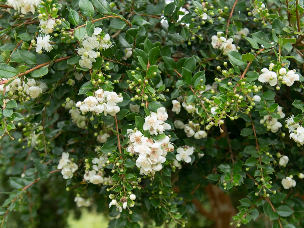 45+ Luma Apiculata Als Zierpflanze Ziehen, Arbuste persistant peu