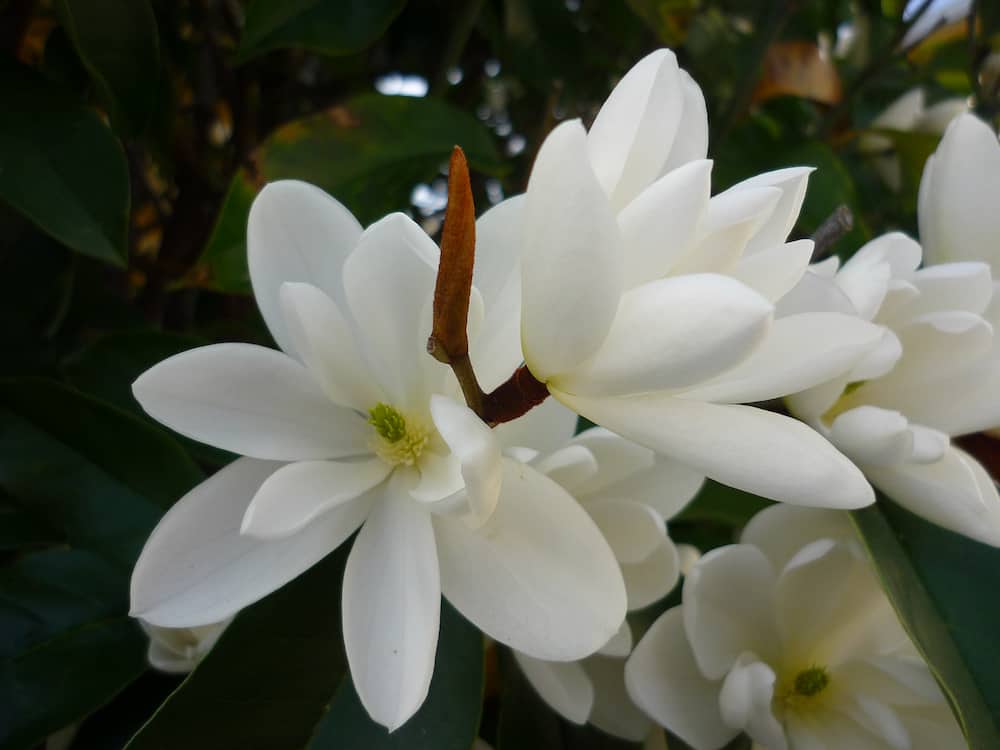 Magnolia Inspiration