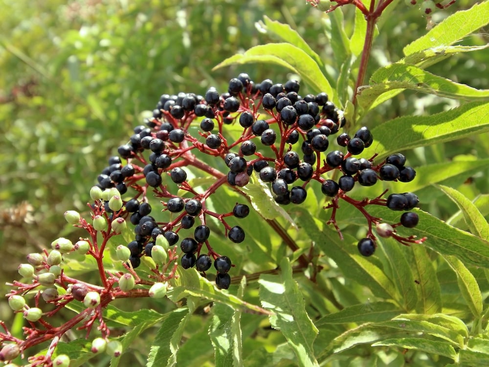 Sambucus nigra Diaco's Garden Nursery and Garden Centre