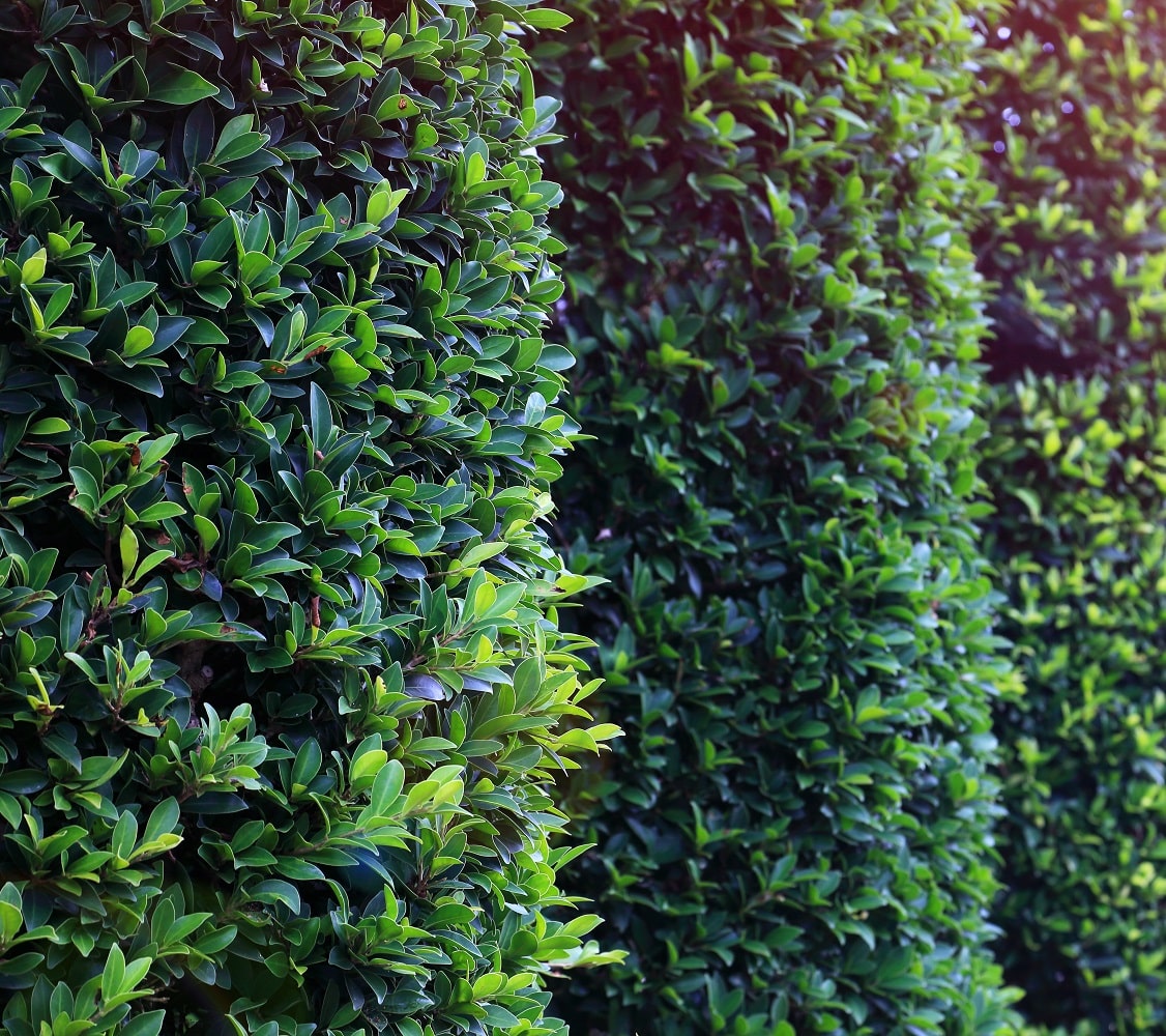 Buxus Sempervirens Emerald Pillar