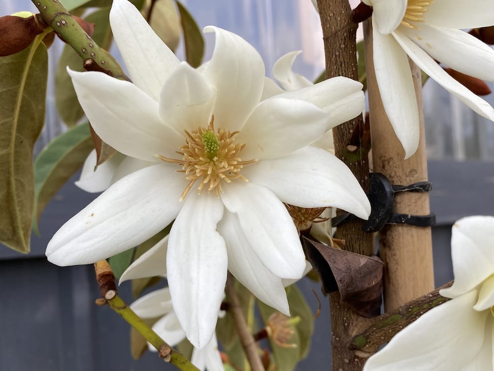 Magnolia Fairy
