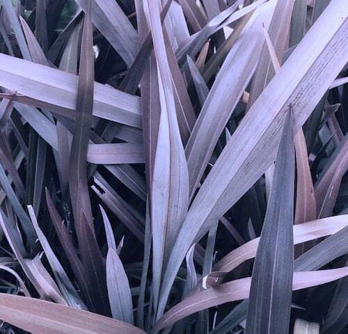 Phormium Purple Haze