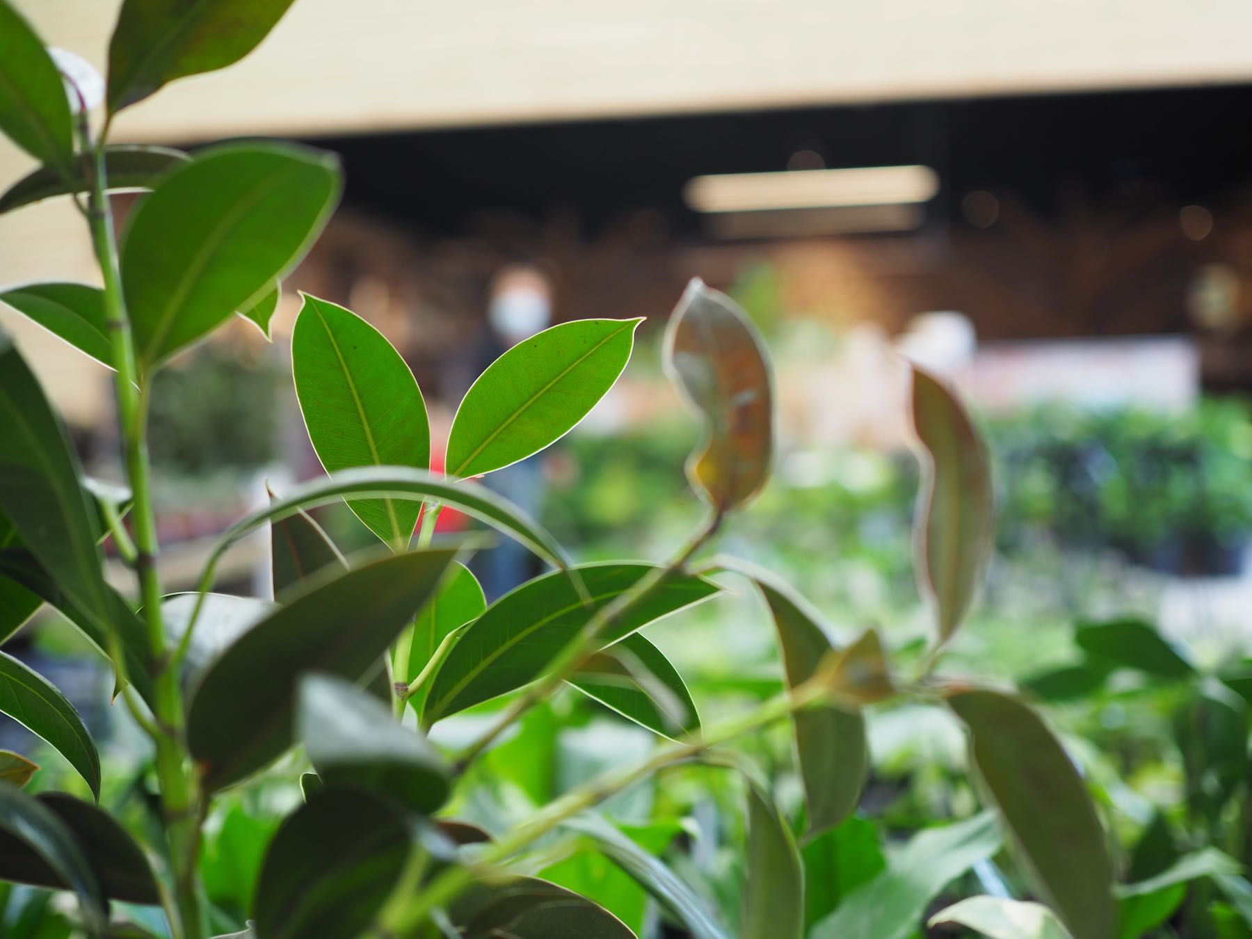 Garden Centre