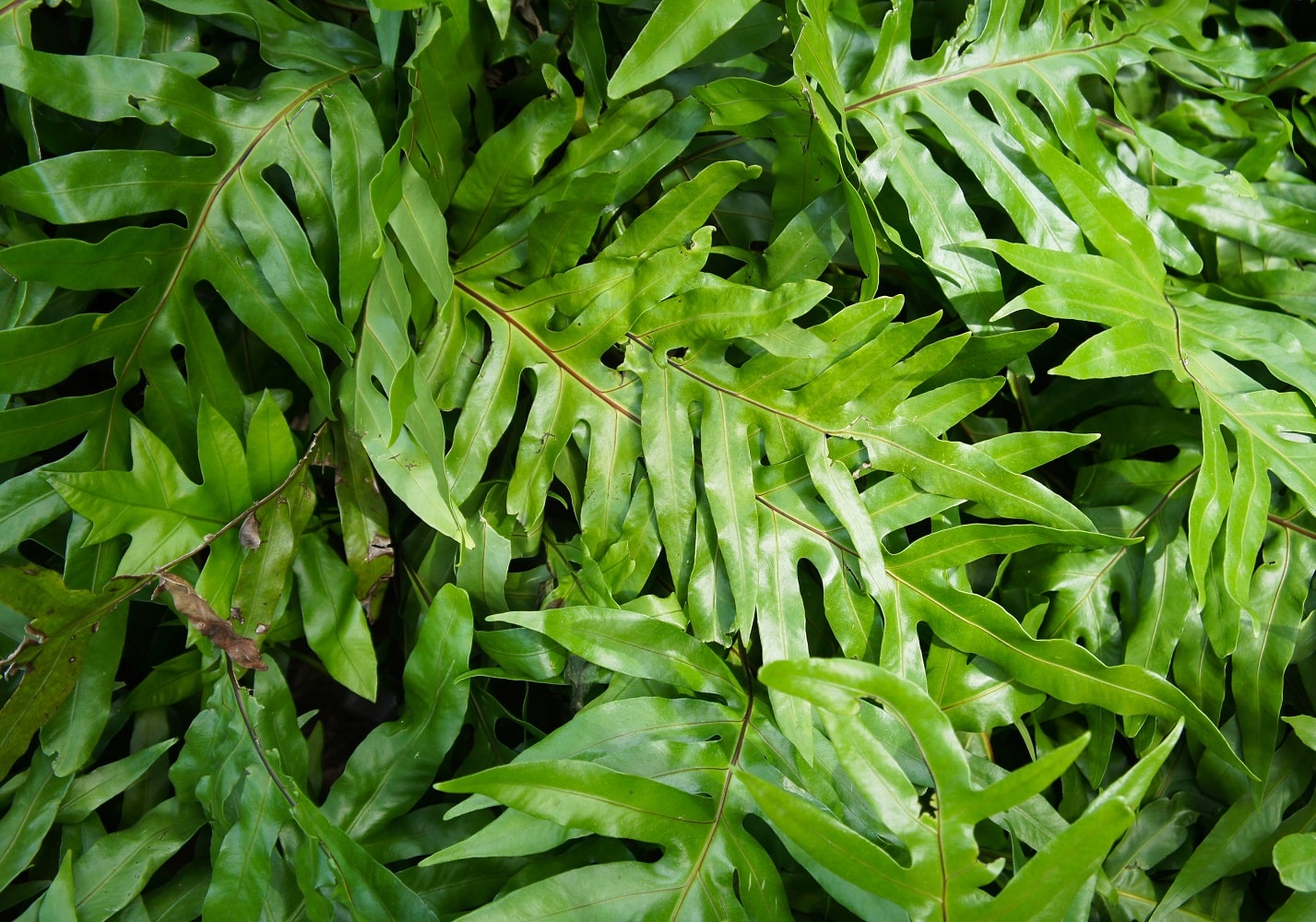 Kangaroo Fern Ubicaciondepersonas cdmx gob mx kangaroo-fern-ubicaciondepersonas-cdmx-gob-mx