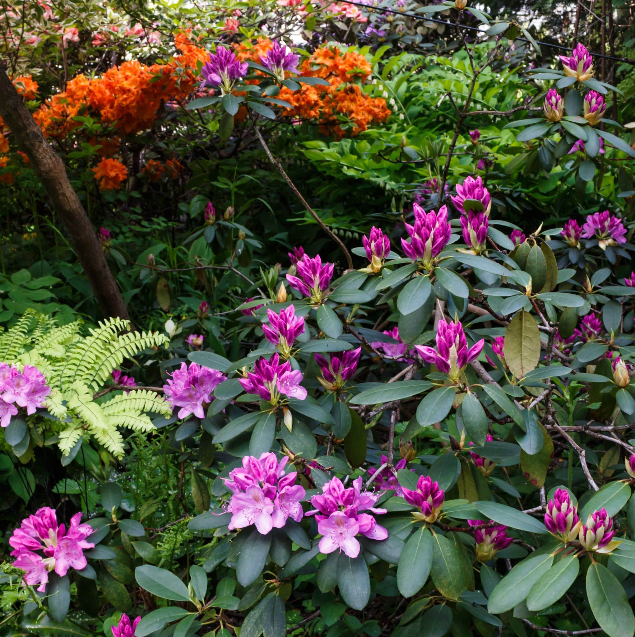 Shrubs - Diaco's Garden Nursery
