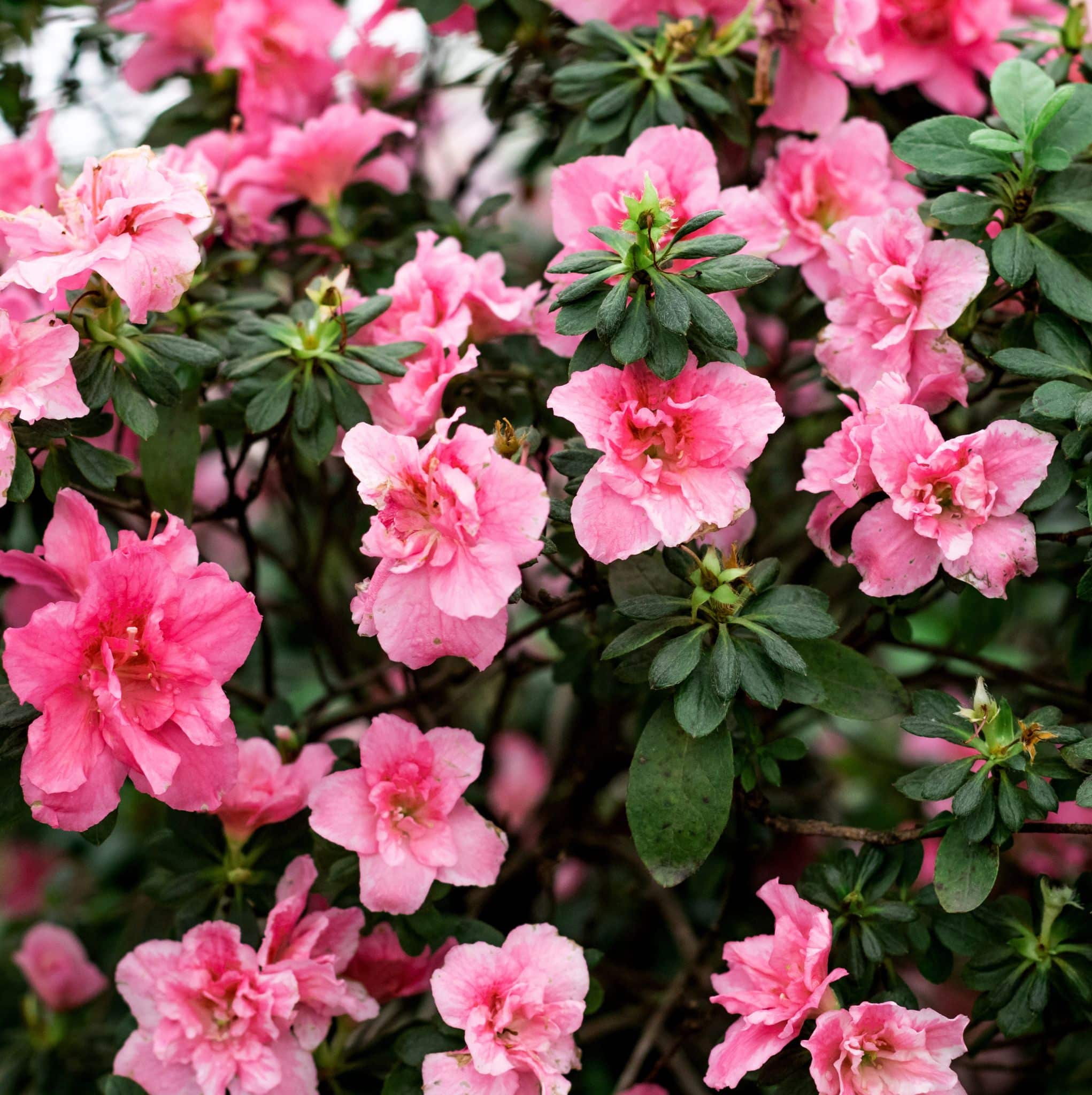 Shrubs - Diaco's Garden Nursery