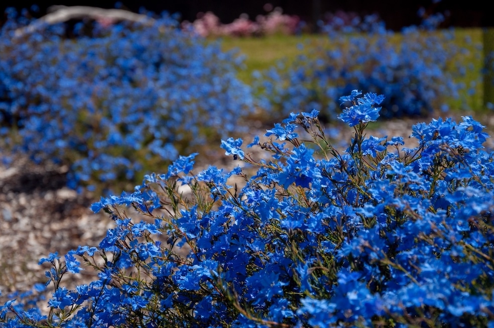 Australia's Native Garden