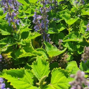 bush basil