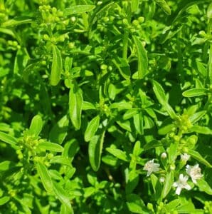 bush peppermint