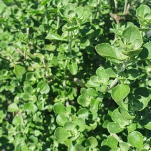 native oregano