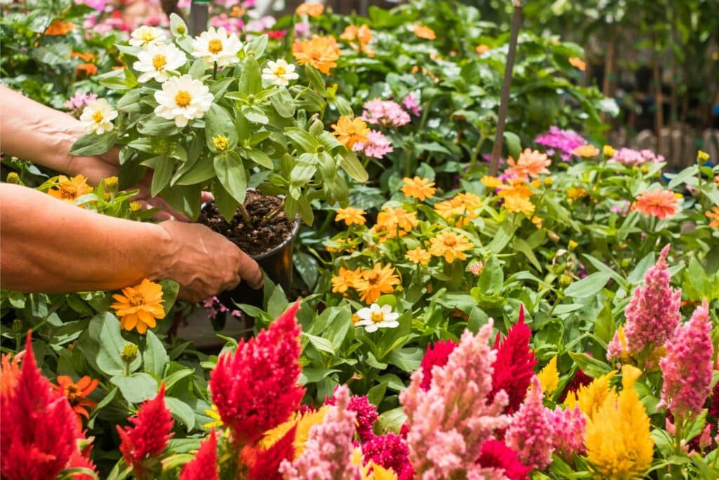 Garden Centre