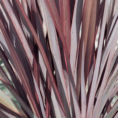 Phormium Anna Red