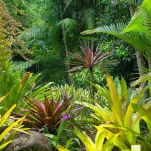 Indoor and Tropical plants