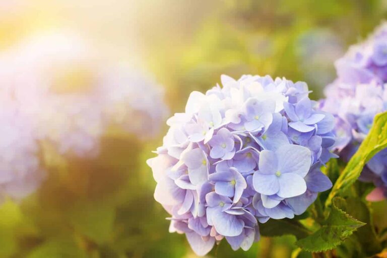 Hydrangeas for Christmas