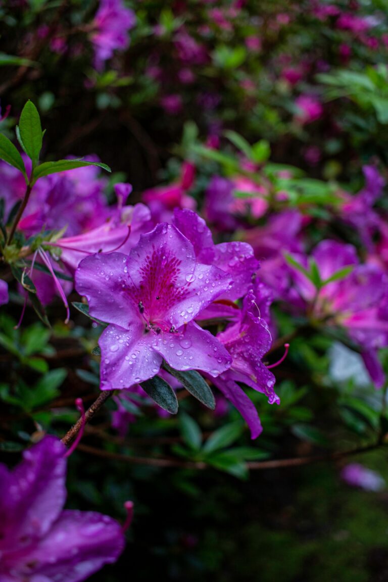 A Special Kind of Azalea