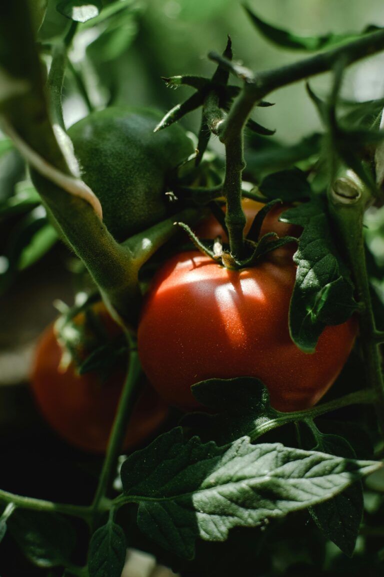 Quick Guide: Growing Tomatoes