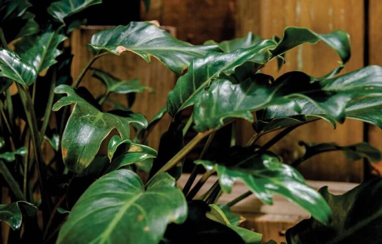 Quick Guide: Indoor Plants Advice