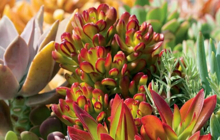 How to grow and care for Succulents?