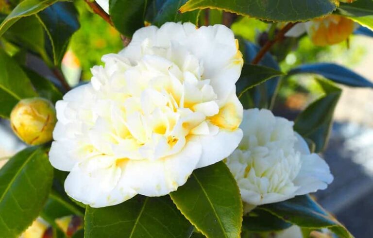 Quick Guide: Camellias