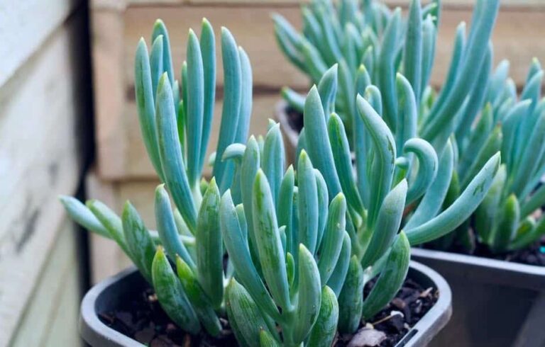 Grow and Care for Blue Chalk Sticks