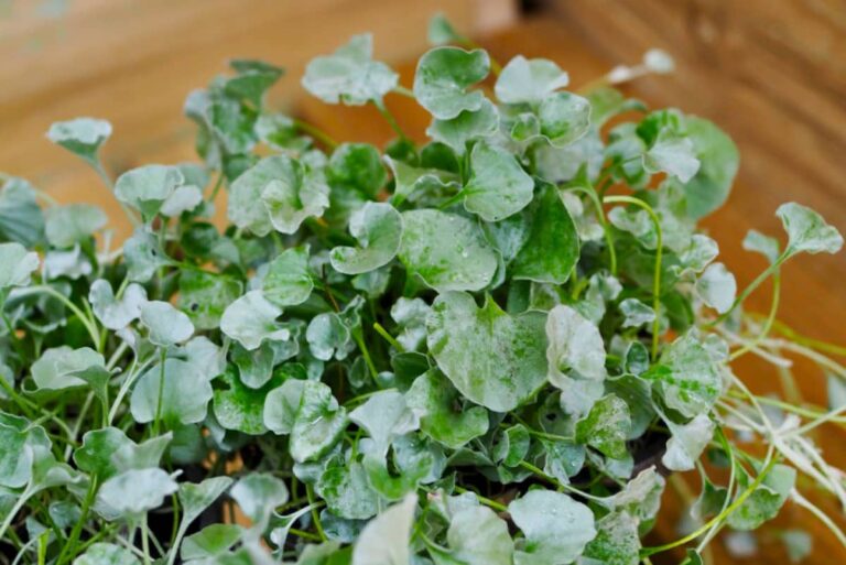 Grow and Care for Dichondra Silver Falls