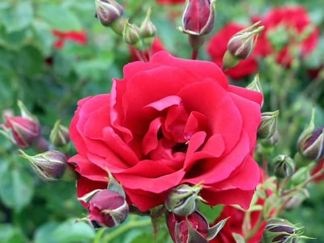 How to grow and care for Roses?