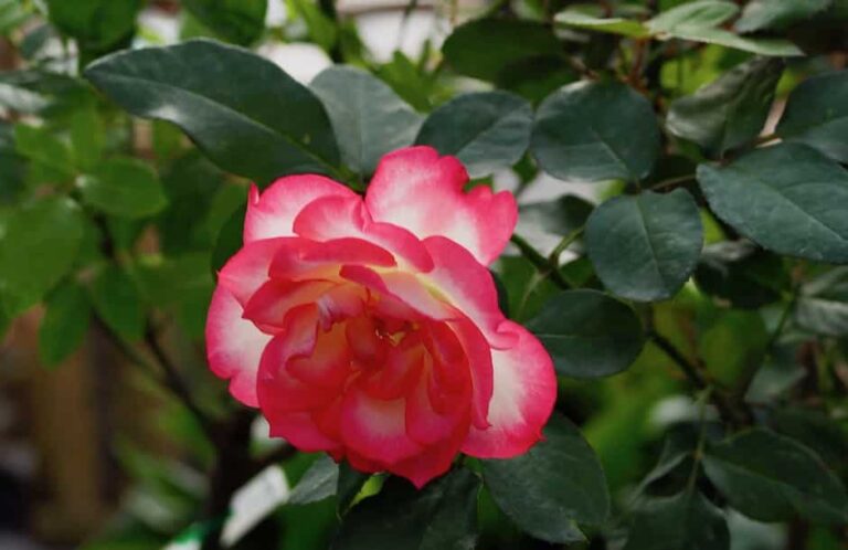 10 Tips to Care for Roses